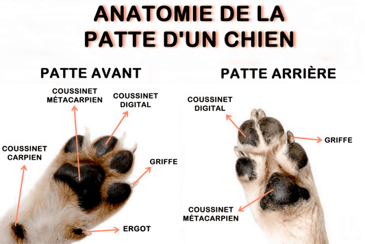 Coussinets de chien sains et bien entretenus - guide de soins toute l'année
