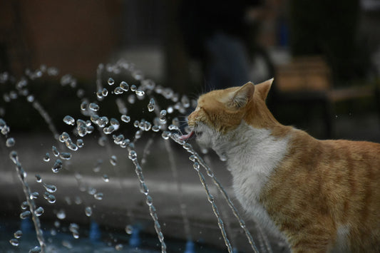 Pourquoi votre chat ne boit-il pas assez — et comment y remédier