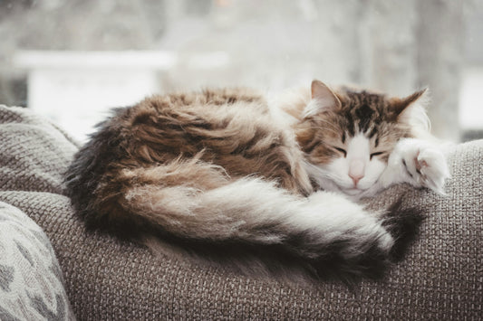 Chat d'intérieur allongé qui dort, illustrant le mode de vie sédentaire et ses besoins nutritionnels spécifiques