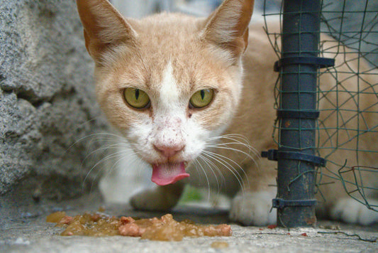 Mon chat vomit régulièrement : alimentation, boules de poils ou autre chose ?