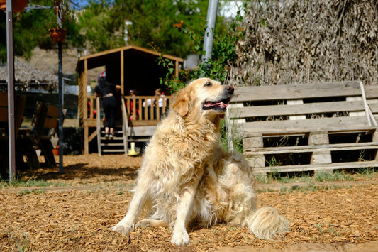 Mon chien gratte tout le temps : et si c'était son alimentation ?
