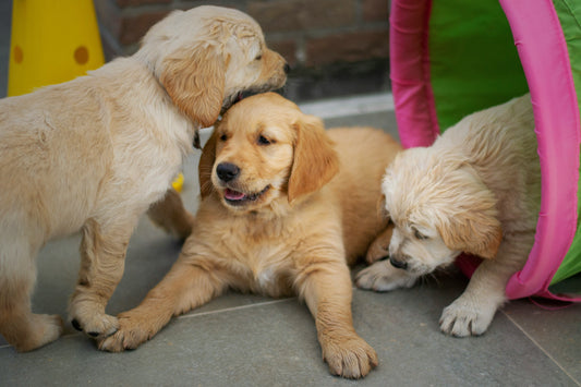 L'alimentation du chiot de 2 à 12 mois : les besoins nutritionnels essentiels
