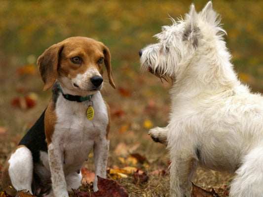 Allergies alimentaires chez le chien : comment identifier et agir rapidement