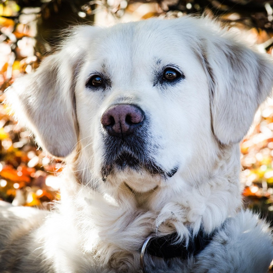 surpoids chez le chien et le chat: diagnostic précis et plan d'action