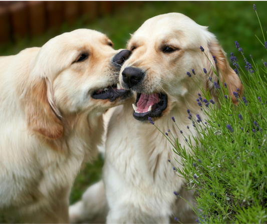 Chien senior labrador en pleine forme grâce aux croquettes au poulet frais