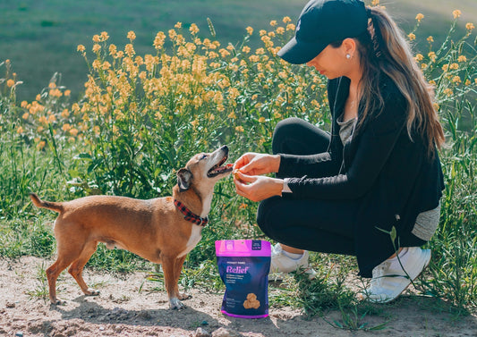 Pourquoi les croquettes industrielles nuisent à la santé de votre chien