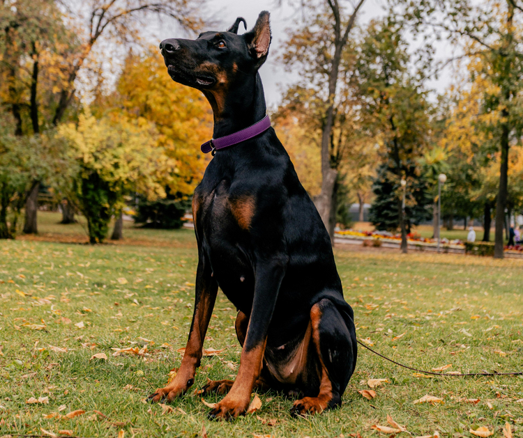 Croquettes chiens adulte au poulet Grand Chien Sans Céréales 12 kg